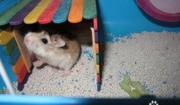 仓鼠吃瓜降温,仓鼠吃瓜降温新潮流