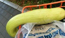 什么瓜不会炸熟吃呢,探索不宜炸熟食用的瓜类之谜