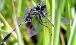 蜻蜓吃白瓜吗,自然界的奇妙互动