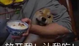 小露带你吃瓜视频,揭秘热门视频背后的故事