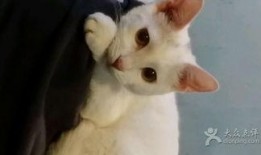 空灵吃瓜cat,揭秘网络红人的神秘魅力