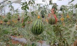 宾川四中吃瓜,揭秘校园里的热点话题