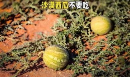 沙漠事件吃瓜,揭秘神秘“吃瓜”事件背后的真相