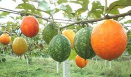 女人梦见和儿子吃吊瓜,母亲与儿子共享吊瓜的温馨瞬间