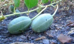 吃毛瓜可以吃白薯吗,同食相宜的搭配探索