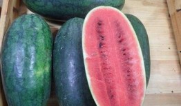 黑网吃瓜料,网络暗流涌动的秘密世界