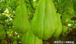 6岁男孩常吃佛手瓜好吗