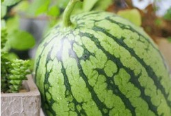 论吃瓜现象,网络时代下的围观文化现象解析