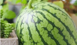 论吃瓜现象,网络时代下的围观文化现象解析