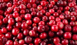 蔓越莓现场吃瓜