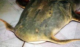 小鱼在吃瓜,品味夏日清凉