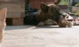 车祸小狗吃瓜视频大全