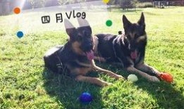 德牧吃瓜,萌宠日常，欢乐无限