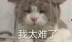 内娱吃瓜群,揭秘娱乐圈幕后风云