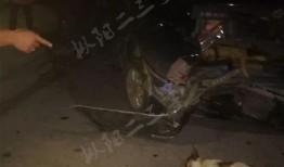 车祸小狗吃瓜视频大全