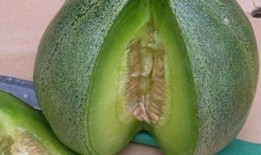 绿宝瓜孕妇可以吃吗