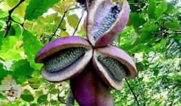 阿姨吃八月瓜视频下载,视频下载尽享田园时光