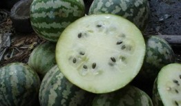 绿宝瓜孕妇可以吃吗