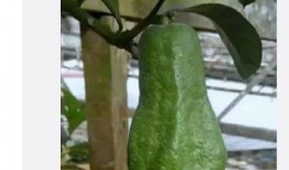 吃瓜族下载,揭秘“吃瓜族”下载背后的秘密与现象