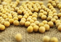 小黄豆骂吃瓜,揭开网络舆论背后的真相