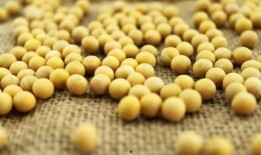 小黄豆骂吃瓜,揭开网络舆论背后的真相