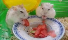 卧槽吃瓜的视频,揭秘热门视频背后的惊人真相