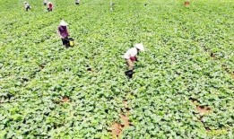 宾阳黎塘吃瓜,探寻黎塘特色吃瓜之旅