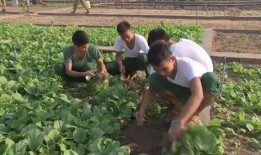 辣椒当瓜怎么吃最好,探索最佳食用方法
