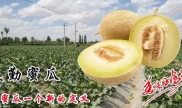 蜜瓜吃快了心里难受,快速享用带来的心理不适