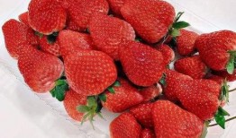 草莓朵朵吃瓜,草莓朵朵的甜蜜瓜界冒险