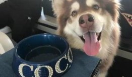 网红狗吃瓜,揭秘娱乐圈背后的秘密