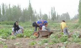 沙漠事件吃瓜,揭秘神秘“吃瓜”事件背后的真相