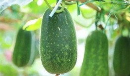 快瓜减肥可以吃嘛怎么吃,科学搭配，轻松享瘦指南