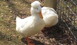 带你吃瓜满级鸭子,带你领略“带你吃瓜满级鸭子”的独特魅力