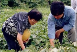 农村公婆另类吃瓜