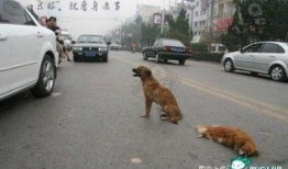 车祸小狗吃瓜视频大全