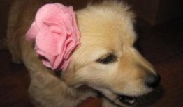 狗狗吃生瓜,揭秘生瓜对狗狗的益处与风险