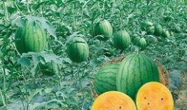 浙瓜怎么吃,解锁美味新境界