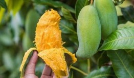 梦见吃芒果最后变成瓜,芒果变瓜的奇幻之旅