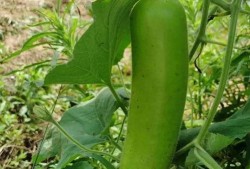 晚上吃瓜想吐,揭秘晚间吃瓜的奇妙体验