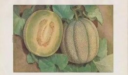 吃蜜瓜的秘密,吃蜜瓜的五大技巧