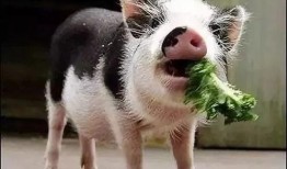 小猪吃瓜直播回放,趣味横生的欢乐时光回顾