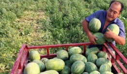 拿了个瓜吃,揭秘“拿了个瓜吃”的流行之谜