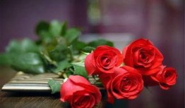 黑色玫瑰吃瓜ami,揭秘网络迷雾中的神秘故事