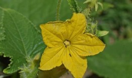 铁瓜花可以吃,美味与营养并存的天然食材