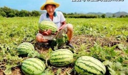 路遇吃瓜,揭秘街头奇闻轶事