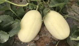 边充气边吃瓜,夏日休闲新风尚