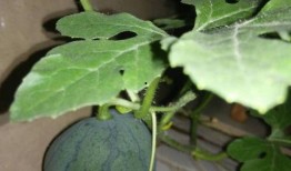 吃籽的小瓜,探索吃籽小瓜的奇妙之旅