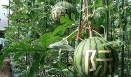 雨欣吃瓜,揭秘娱乐圈幕后故事