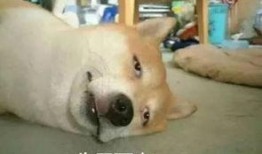 吃瓜真香警告视频,揭秘热门视频背后的真相与笑料